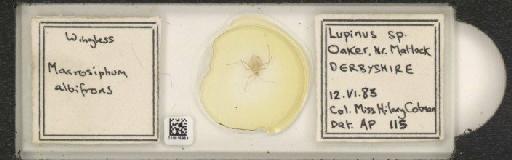 Macrosiphum albifrons Essig, 1911 - 010015954_112666_1094797