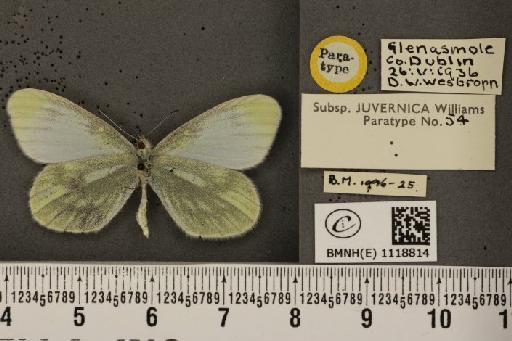 Leptidea sinapis juvernica Williams, 1946 - BMNHE_1118814_74019