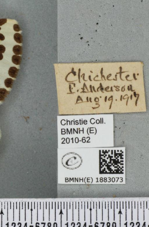 Abraxas grossulariata (Linnaeus, 1758) - BMNHE_1883073_label_439122