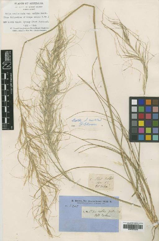 Stipa mollis R.Br. - BM000939260