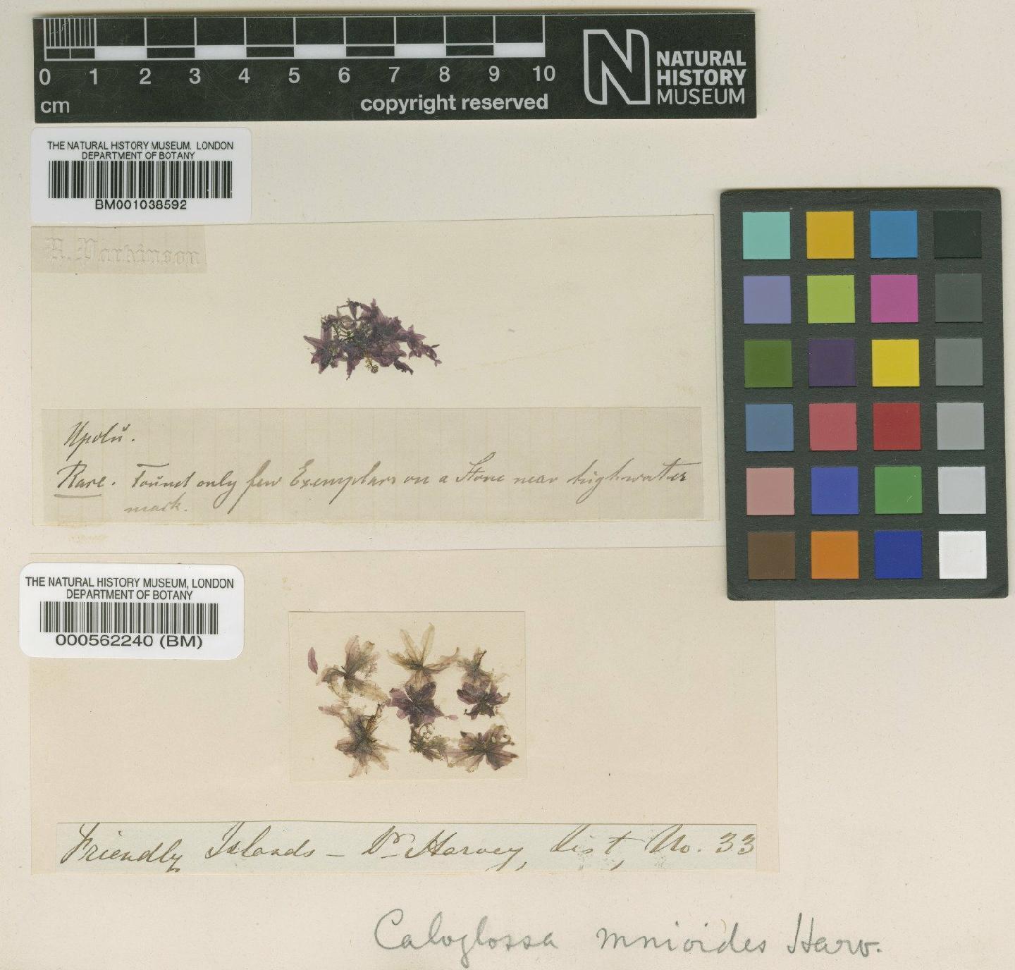 To NHMUK collection (Caloglossa mnioides Harv. ex J.Agardh; TYPE; NHMUK:ecatalogue:623116)