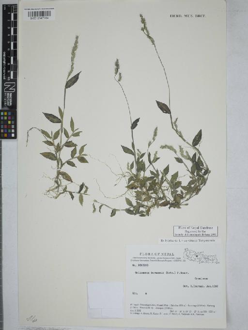 Oplismenus burmanni (Retz.) P.Beauv. - 012547764