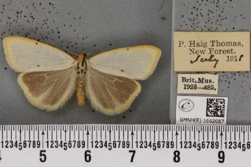 Cybosia mesomella (Linnaeus, 1758) - BMNHE_1662087_258396