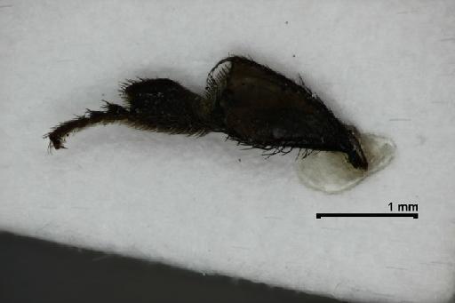 Scaptotrigona tubiba (Smith, F., 1863) - Trigona_tubiba-BMNH(E)970285-post_tibia1-3,2x