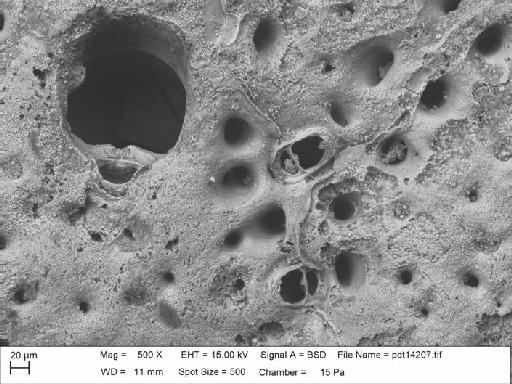 Smittina angulata (Reuss) sensu Canu & Bassler, 1920 - PI BZ 5885a. Smittina angulata (1.4)