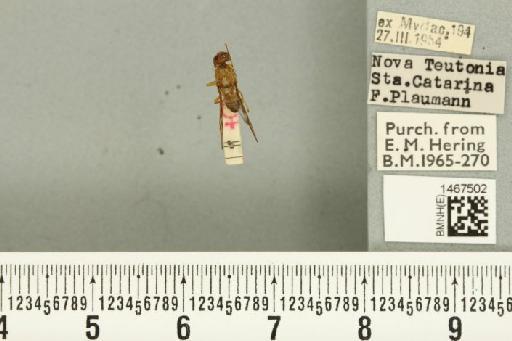 Anastrepha barbiellinii Lima, 1938 - BMNHE_1467502_40353