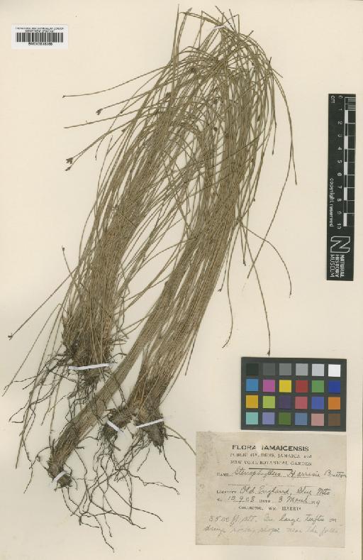 Bulbostylis subaphylla C.B.Clarke - BM000938368
