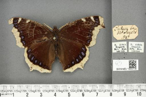 Nymphalis antiopa (Linnaeus, 1758) - BMNHE_1060764_21119