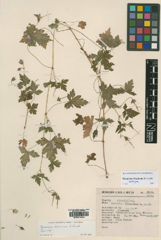 Geranium lilacinum Knuth - BM000796084