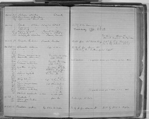 Asterias antarctica Studer, 1884 - Zoology Accessions Register: Annelida & Echinoderms: 1884 - 1923: page 130