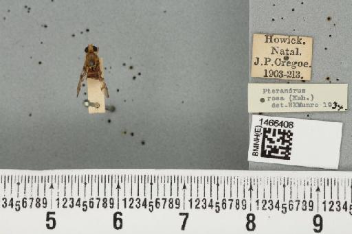 Ceratitis (Pterandrus) quilicii De Meyer et al., 2016 - BMNHE_1466408_26960