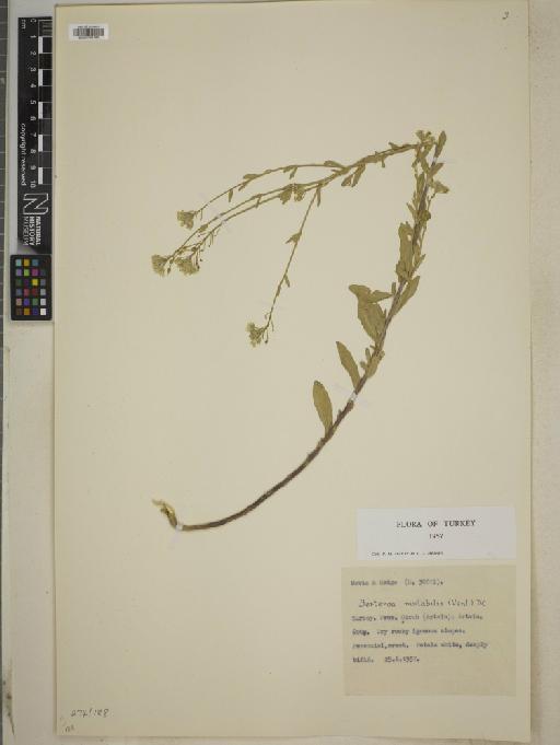 Berteroa mutabilis (Vent.) DC. - BM010751499