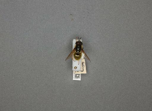 Callicera aurata (Rossi, P., 1790) - 012531772_807820_1282262