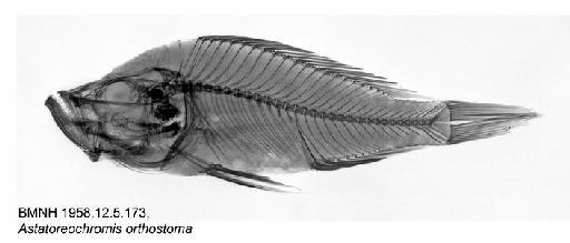 Astatoreochromis cf orthostoma - BMNH 1958.12.5.173, Astatoreochromis orthostoma, Radiograph