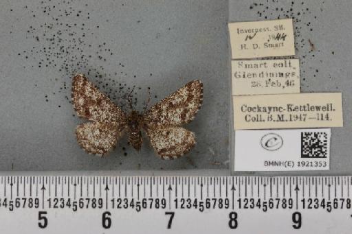 Ematurga atomaria ab. unimarginata Cornelsen, 1923 - BMNHE_1921353_486727