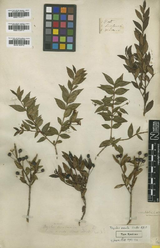 Myrtus acuta Mill. - BM001025712