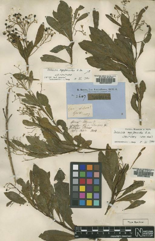 Duboisia myoporoides R.Br. - BM000629237