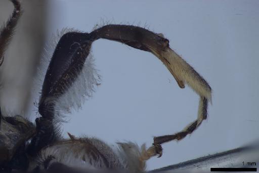 Nomia (Stictonomia) megacantha Cockerell, 1916 - 010644143-NHMUK-Nomia_megacantha-holotype-male-right_hind_leg-posterior-2_5x
