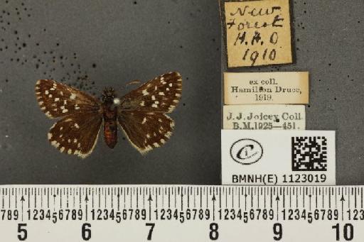 Pyrgus malvae (Linnaeus, 1758) - BMNHE_1123019_77586