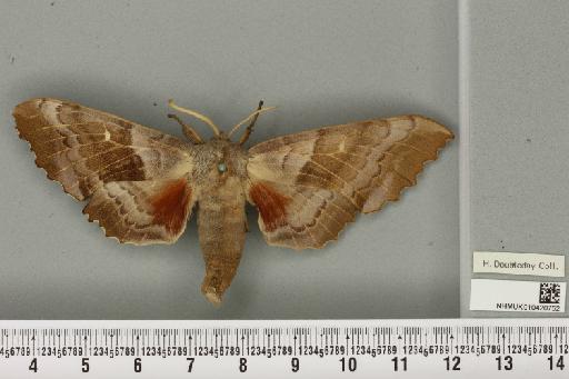 Laothoe populi populi (Linnaeus, 1758) - NHMUK_010420752_525547