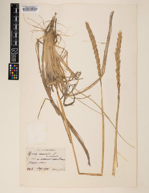 Elymus arenarius L. - 000064352