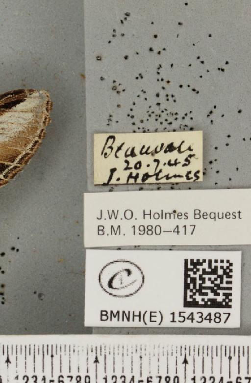 Pheosia tremula (Clerck, 1759) - BMNHE_1543487_label_245565