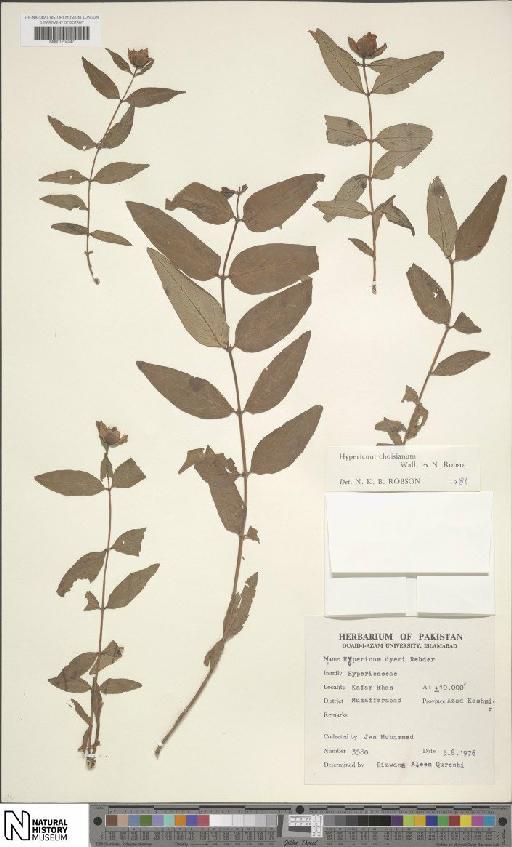 Hypericum choisianum Wall. ex N.Robson - BM001204047