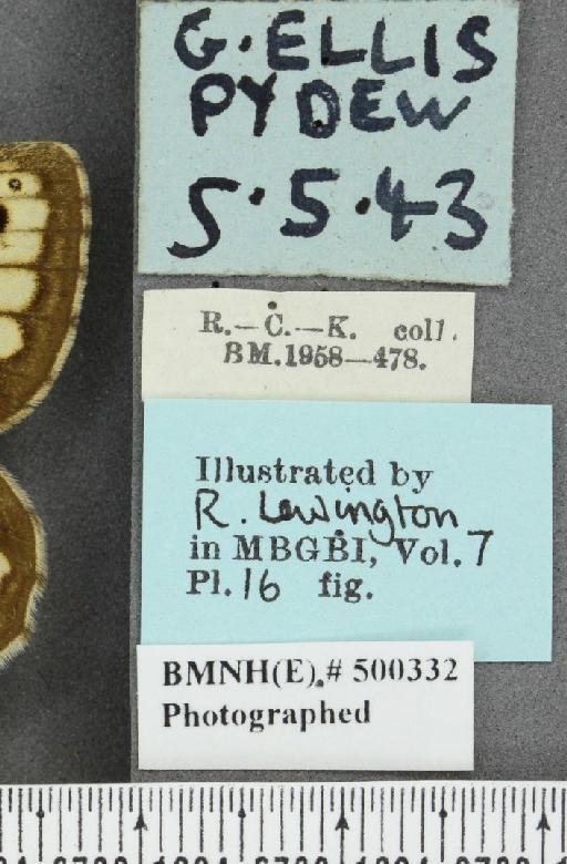 Lasiommata megera ab. bradanfelda Blackie, 1920 - BMNHE_500332_label_28587
