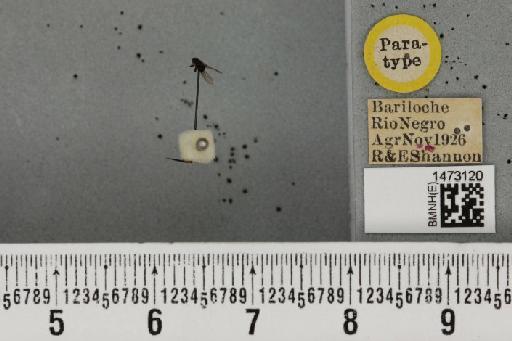 Ophiomyia hirticeps Malloch, 1934 - BMNHE_1473120_47450