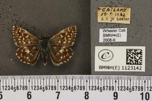 Pyrgus malvae (Linnaeus, 1758) - BMNHE_1123142_78015