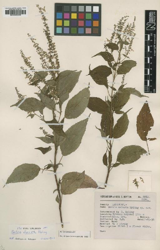 Salvia decora Epling - BM000992993