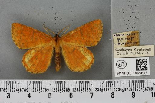 Angerona prunaria ab. diluta Williams, 1947 - BMNHE_1865673_430927