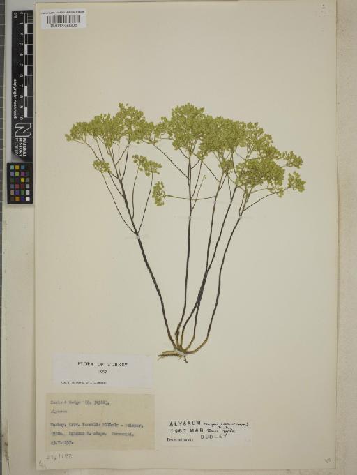 Alyssum bourgaie (Jord. & Fourr.) Dudley - BM013393305