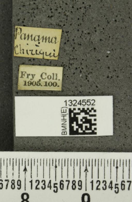 Isotes sexpunctata (Jacoby, 1878) - BMNHE_1324552_label_21981