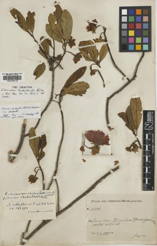 Sloanea rhodantha var. rhodantha (Baker) Capuron - BM000795138