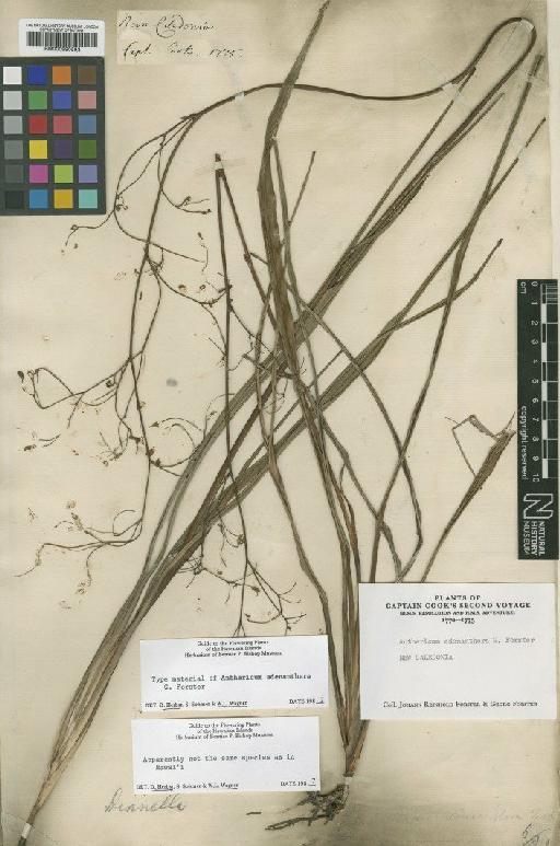 Anthericum adenanthera G.Forst. - BM000990593