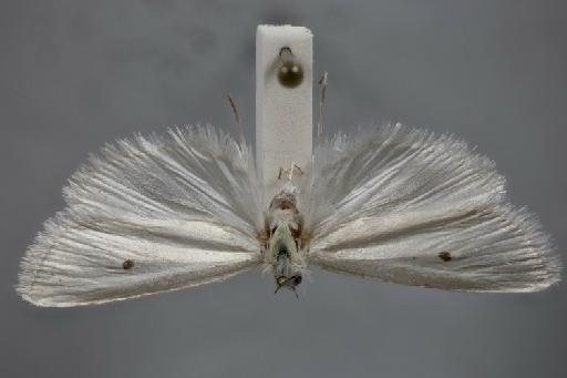 Topeutis rhodoproctalis Hampson, 1919 - 010293397_Topeutis[sic]_rhodoproctalis_Holotype_dorsal_65mm_1x