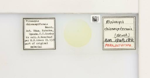 Africaspis chionaspiformis Newstead, 1910 - 013534221_117423_1096990_157737_Type