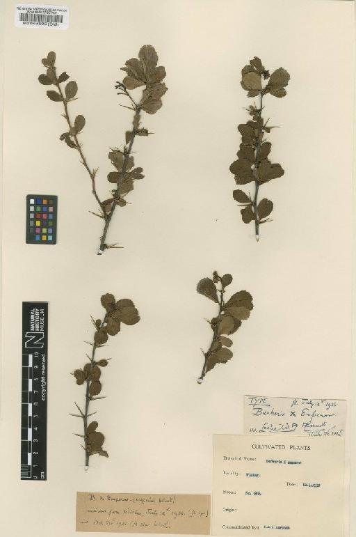 Berberis 'Emperor' - BM000554696