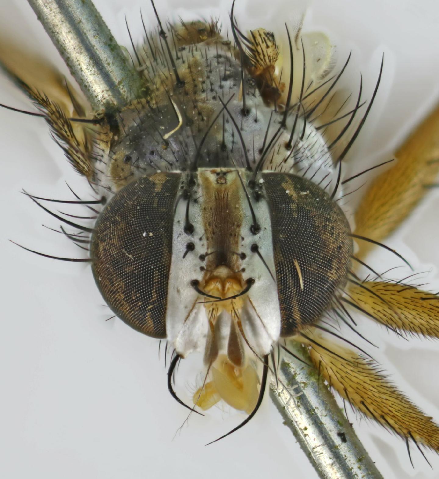 Spathidexia setipennis