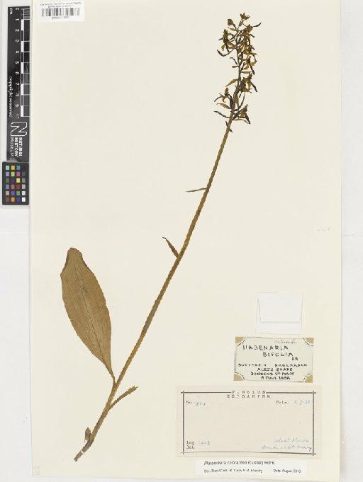 Platanthera chlorantha (Custer) Rchb. - BM001117982