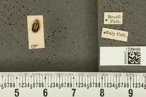 Acalymma bivittulum amazonum Bechyné, 1958 - BMNHE_1339466_20516
