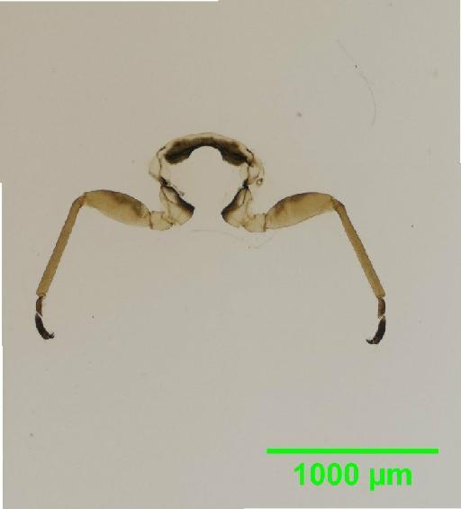 Arytainilla Loginova, 1972 - 010186759__2016_01_29_s6