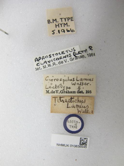 Cirrospilus lamius Walker, 1839 - 010838545_Labels