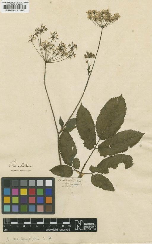 Chaerophyllum aromaticus L. - BM000558348