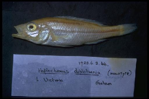 Haplochromis diplotaenia Regan & Trewavas, 1928 - Haplochromis diplotaenia; 1928.6.2.44