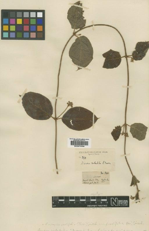 Mascagnia cordifolia (Juss) Griseb. - BM000796294