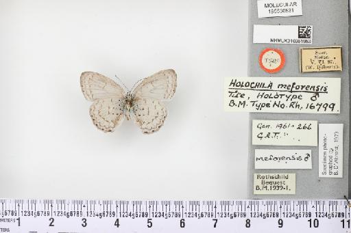 Holochila meforensis Tite, 1963 - NHMUK010361953_Holochila_meforensis_Tite_HT_ventral.JPG