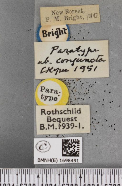 Nycteola revayana ab. conjuncta Cockayne, 1951 - BMNHE_1698491_label_295382