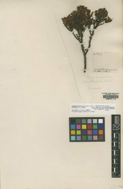 Hypericum marahuacanum subsp. compactum (Triana, Planch. & N.Robson) N.Robson - BM000611176